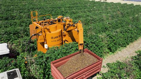 Cómo se clasifican los cultivos agrícolas Descubre cómo clasificar