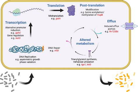 Figure 2 From The Evolving Biology Of Mycobacterium Tuberculosis Drug