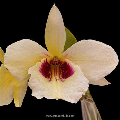 Buy Dendrobium Albosanguineum Orchid Online Guna Orchids