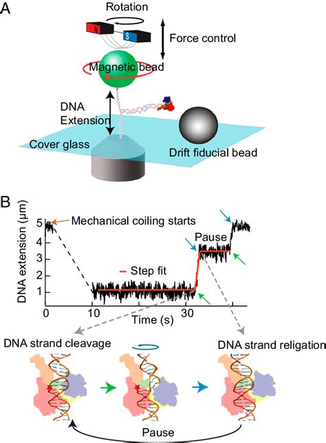 Cartoon of experimental setup (not to scale) and an example trace. (A ...