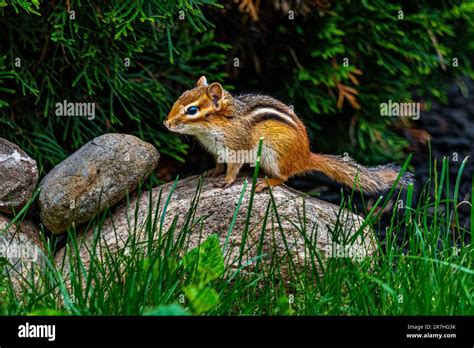 Chipmunks Live In Parks Gardens Forest Clearings They Are Omnivorous