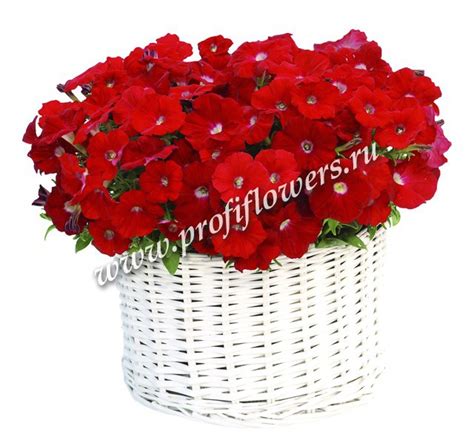 Петуния мультифлора Джоконда