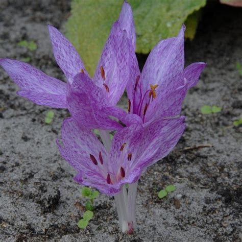 Colchicum Agrippinum Buy Plants At Coolplants