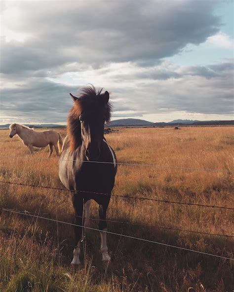 Premium Photo Horses Standing On Field Against Sky