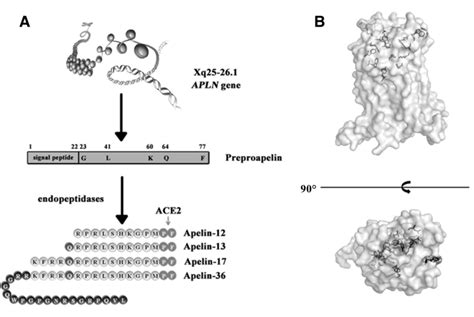 Different Isoform Of Apelin Forms And The Apj Crystal Structure A Download Scientific