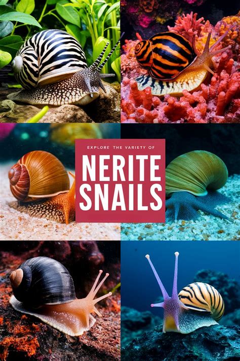 types  nerite snails  pet supply guy snail freshwater fish