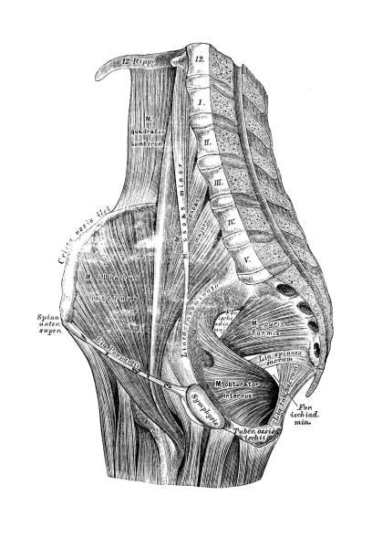 thigh muscle stock  pictures royalty  images