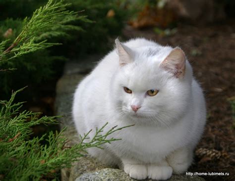 Белые кошки - Домашний любимец