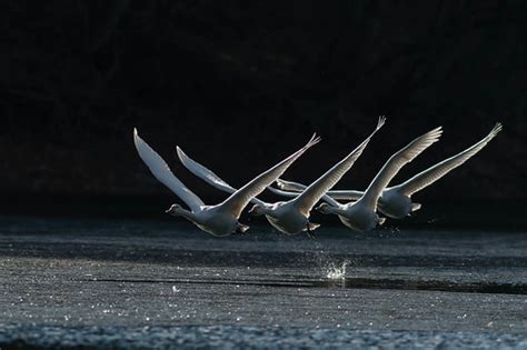 The Ideal Anal Penis Sexual Intercourse Positions Erotic Moves For