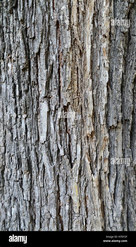 Corteza de árbol planta textura de fondo de la trama de la naturaleza