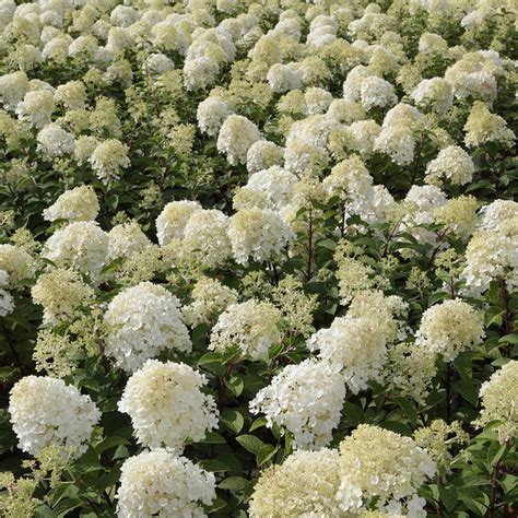 Hydrangea Paniculata Bobo Plants Thompson And Morgan