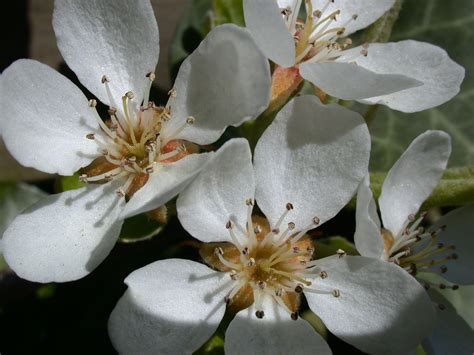 Free Images Branch Blossom Flower Petal Spring Produce Botany