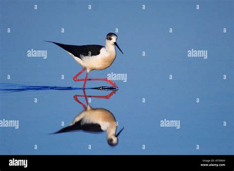 Black Winged Stilt Himantopus Himantopus Adult Walking National Park