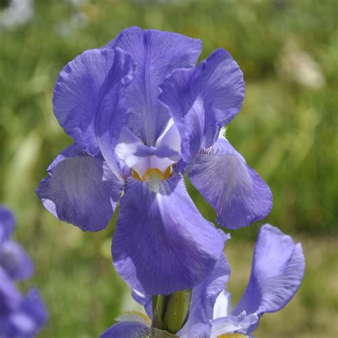 Iris Pallida Claire Austin