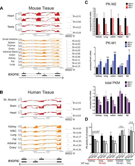 Germline loss of PKM2 promotes metabolic distress and hepatocellular ...