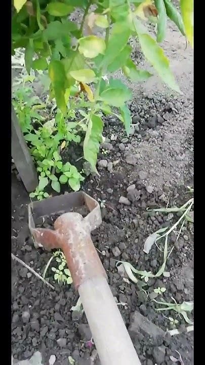 САМОДЕЛЬНАЯ ТЯПКА. БОРЬБА С СОРНЯКОМ НА ОГОРОДЕ!!! СУПЕР ТЯПОЧКА ОТ ...