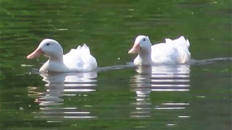 오리 /나의하루는기적입니다노래로글로김옥춘글뺏기금지.김옥춘죽어도뺏지마세요.언더우드의기도 해바라기연가 고마운당신 당신의고마움 좋은글 ...
