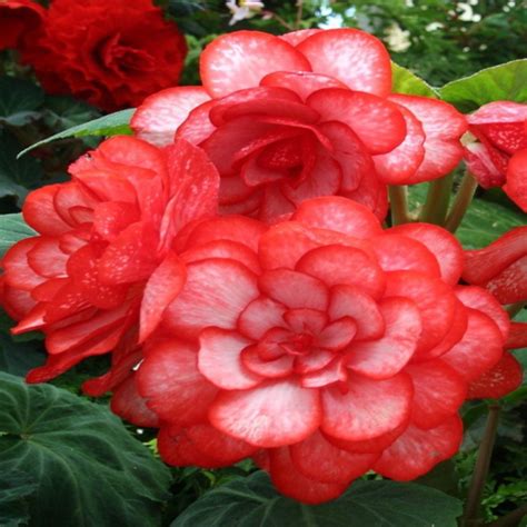 Red Begonia Flower Seeds – McKenna Seeds