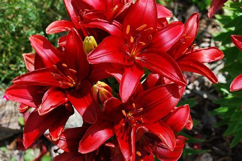 Lily 'Fangio' Lilies, Winter, The Good Place, Garden Ideas, Wedding ...