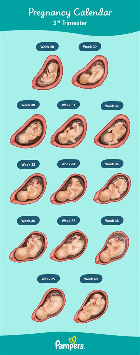 Sex Positions During Pregnancy 3rd Trimester