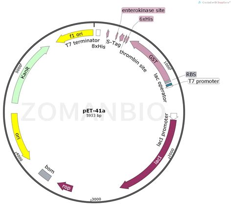 Pet 41a大肠表达质粒 北京庄盟国际生物基因科技有限公司