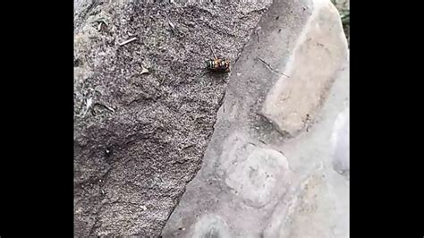 Mariquita Malcriada Xvideos