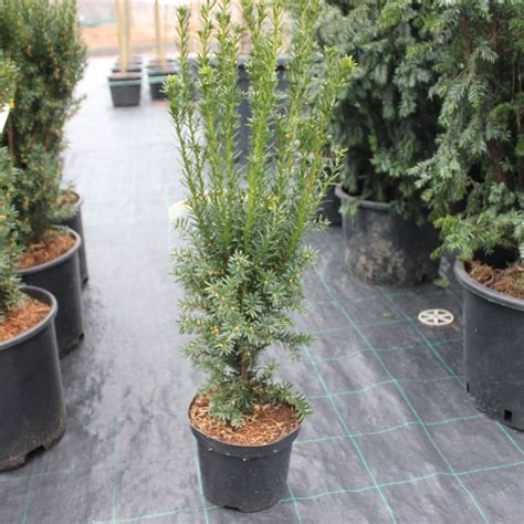 Тис каталог