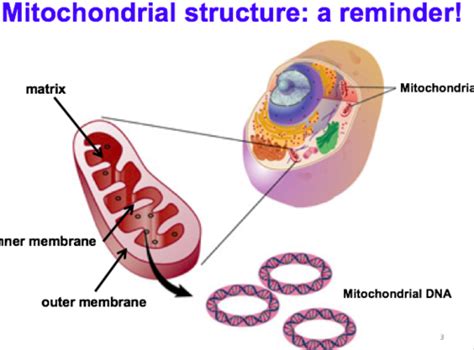 Mitochondrial Myopathies Flashcards Quizlet