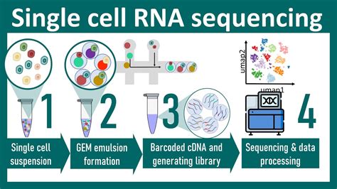 Single Cell Rna Sequencing Overview Scrna Seq Vs Bulk Seq Chemistry Of Scrna Seq Bio