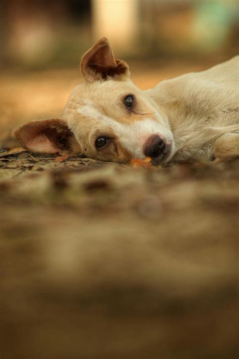 Como saber se o cachorro está dor Guia completo para identificar