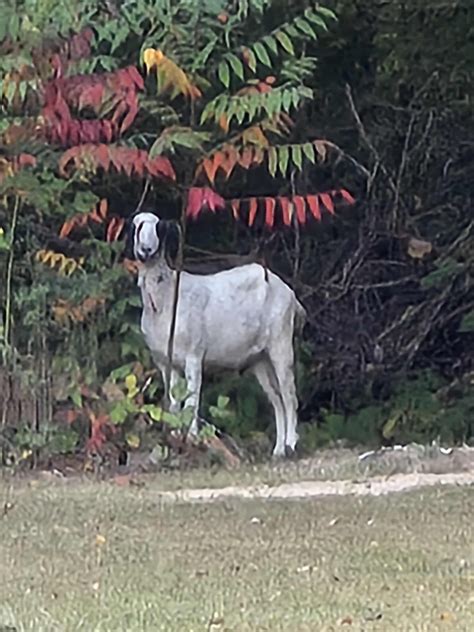 South Bend Lost and Found Pets | Update: It is in a neighbors barn