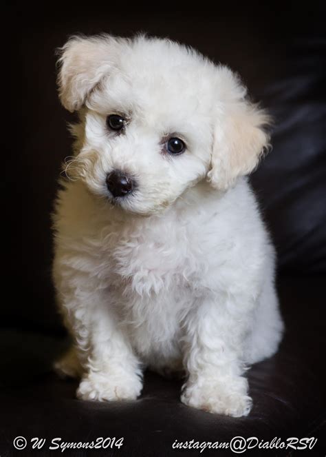 Cute Bichon Frise Puppy Bichon Frise Bichon Frise Puppy Dogs And