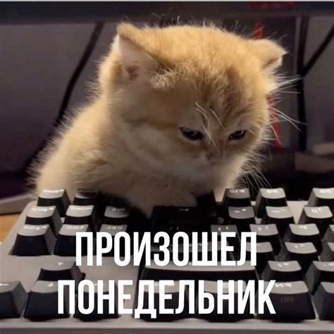 Pin by Marianna Cher on Cute animals in 2024 | Cute memes, Job memes ...