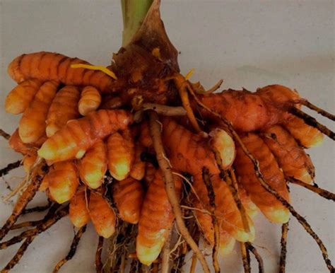 Kurkuma: výsadba a péče, foto