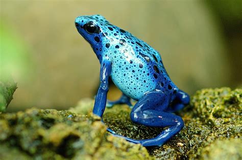 7000 Best Frog Images And Pictures For Free Pixabay