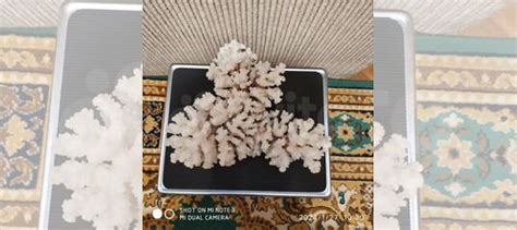 Морской коралл купить в Москве | Хобби и отдых | Авито