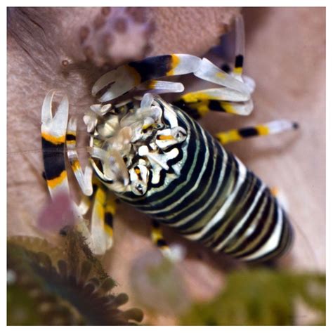 Shrimp Bumblebee Live Gem Factory Ltd