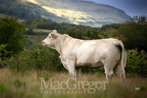3157 - MacGregor Photography