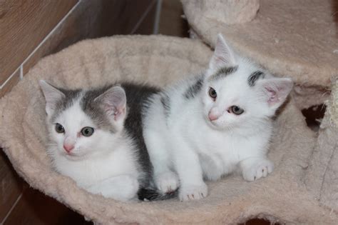 Kitten Katzenbabys Bkh Maine Coon Ekh Mix Seukendorf