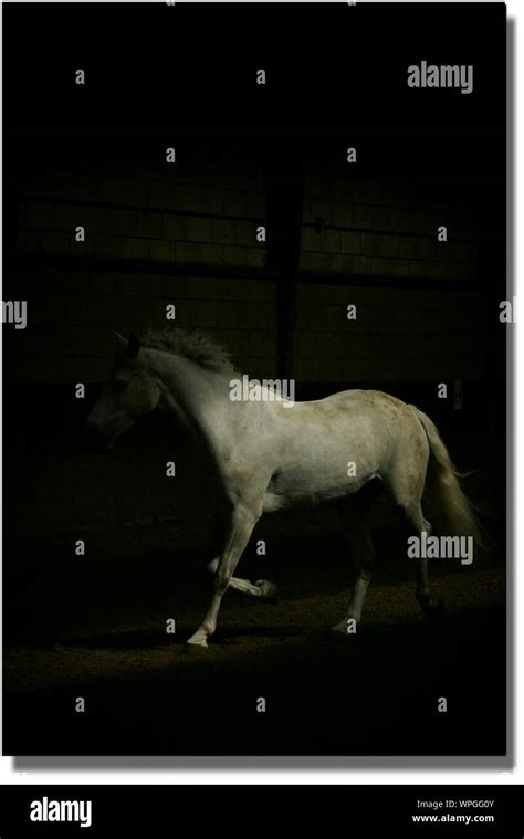 Ombre De Cheval Banque Dimages Détourées Alamy