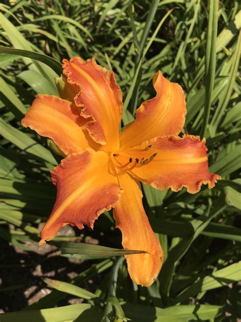 ROSEWOOD FARM DAYLILIES AND WHIPPETS - DEXTER GORDON