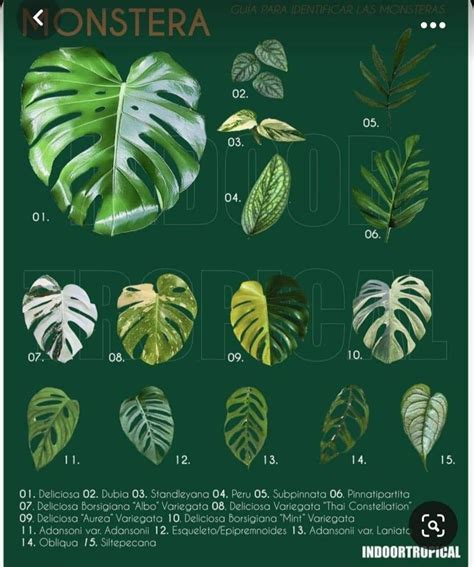 types  monstera varieties artofit