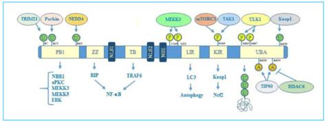 p friend  foe evidences  oncojanus  neurojanus roles
