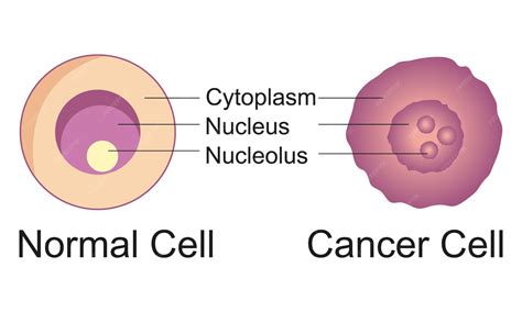normal  cancer cell structure premium vector