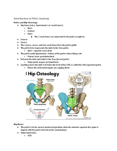 Week Introduction To Pelvic Anatomy Pelvis And Hip Osteology Hip