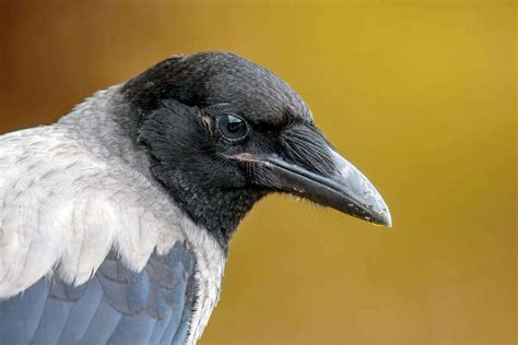 Чому сіра ворона — не лише розумний птах, але й корисний – ЗВІДУСІЛЬ