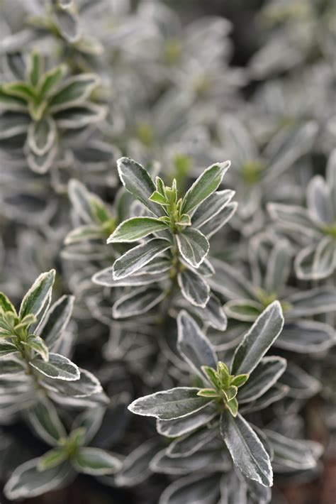 Euonymus Japonicus 'Microphyllus Albovariegatus' - Plants To Your Door