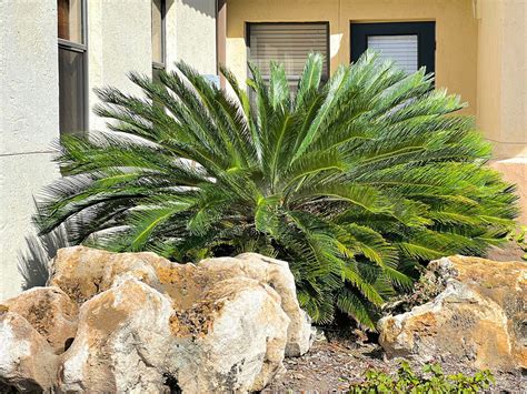Sago palms in Florida: Know before you grow. - ArtisTree ArtisTree