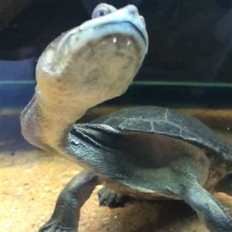 This Turtle Has A Bizarrely Long Neck