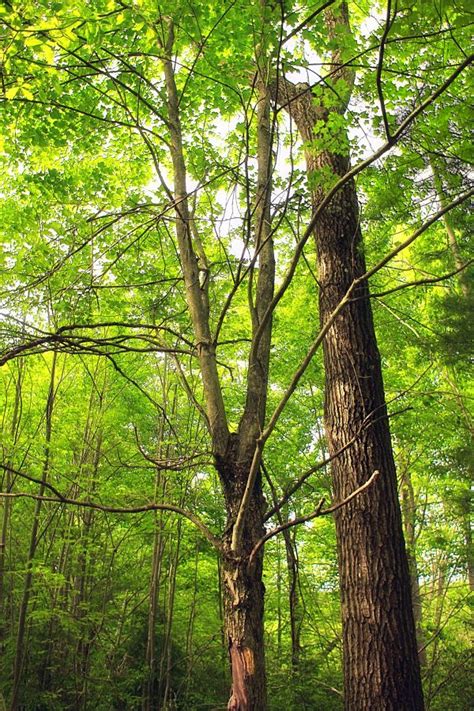 Kostenlose Foto Baum Natur Wald Ast Sonnenlicht Blatt